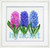 Hyacinth / GOK434A