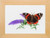 Butterfly & Flowers / GOK436