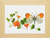 Orange Tip Butterfly / GOK437