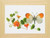 Orange Tip Butterfly / GOK437A