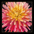 Dahlia Pillow / GOK441B