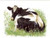Holstein Cow Looking Back / GOK452A