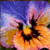 Pansy / GOK454A