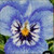 Pansy / GOK464A