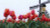 Tulip Field / GOK473