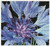 Cornflower / GOK489A