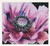 Poppy / GOK491A