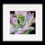 Tulip / GOK494A
