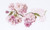 Prunus / GOK512