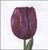 Purple Triumph Tulip / GOK514A