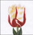 Flamed Tulip / GOK516A