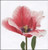 Pink Darwin Hybrid Tulip / GOK518