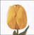 Yellow Darwin Hybrid Tulip / GOK522