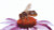 Bee On Echinacea / GOK549A
