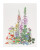 American Wildflowers / GOK554A