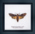 Deaths Head Hawk Moth / GOK563A