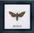 Spurge Hawk Moth / GOK565