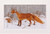 Foxy / GOK573