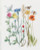 Wildflowers / GOK577