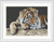 Tiger / GOK579B