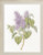 Lilac / GOK588