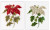 Poinsetia / GOK604A