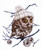 Whoo Whoo Its Winter / GOK743A
