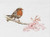 Spring Robin / GOK791