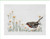 Summer Robin / GOK792