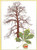 Chestnut Tree / GOK830