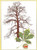Chestnut Tree / GOK830A