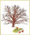 Oak Tree / GOK831