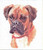 Dog Portarit / GOK933A