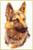 German Shephard / GOK934