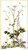 Queen Anne's Lace / GOK967