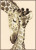Giraffe Family / PNV12183