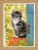 Cat & Pumpkin / PNV158303