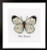 White Butterfly / PNV165233