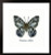 Blue Butterfly / PNV165403