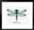 Dragonfly / PNV165453