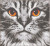 Cat Close-Up / PNV205401