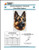 German Shepherd - Portrait Ii / Dogshoppe Designs