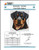 Rottweiler - Portrait / Dogshoppe Designs
