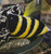 Bee / Amy Bruecken Designs