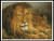 Lion And Lioness - #10408 / Artecy Cross Stitch