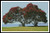 Pohutukawa Trees - #10426 / Artecy Cross Stitch