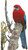 Crimson Rosella Photo (No Background) / Artecy Cross Stitch