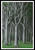 Beech Trees / Artecy Cross Stitch