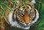 Big Tiger / Artecy Cross Stitch