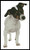 Fox Terrier Puppy - #10797 / Artecy Cross Stitch